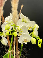 Lade das Bild in den Galerie-Viewer, Weiße Orchidee
