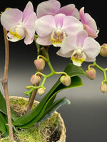 Lade das Bild in den Galerie-Viewer, Rosa Orchidee
