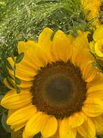 Lade das Bild in den Galerie-Viewer, Sonnenblume
